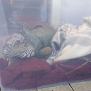 Eddie Lizard was found outside the house in London before being rehomed in Brighton