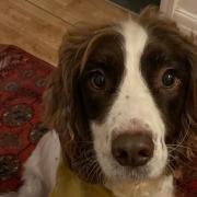 Have you seen him? Owner praises 'stunning' community response to find missing dog