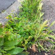 Weeds growing on a pavement