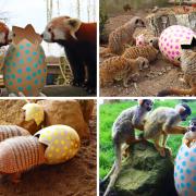 Animals enjoying Easter eggs