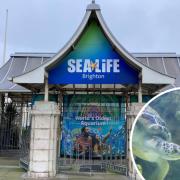 A protest will be held outside the Sealife Centre in Brighton