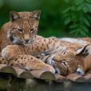 The two Eurasian lynx have arrived at the zoo in time for half term