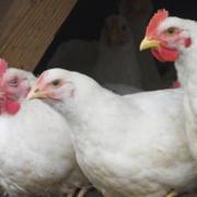 The RSPCA has urged shoppers to demand better welfare standards for chickens from their supermarkets