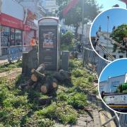 Trees on Western Road have been cut down
