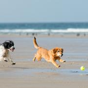 Rules on dogs on beaches and in parks are being reviewed