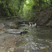 A dog in the Ghyll near Old Roar Road, Hastings, where sewage pipes have 'misconnected'