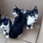 Generic picture of kittens in a box