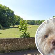 Mabel the Cavapoo puppy suffered an eye injury from a grass seed in Easthill park, Portslade