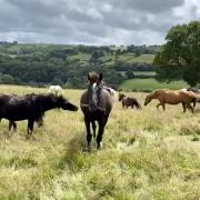Horses have found a new home in Wales