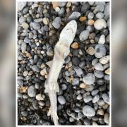 A smooth hound shark washed up on Rottingdean beach