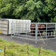 Cows are currently in the middle of the A24