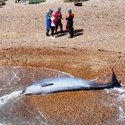 A whale which washed up on a beach in Littlehampton has sadly died