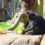 A macaque called Lintang enjoying an ice lolly