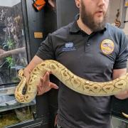 Snakes found in West Ashling, West Sussex