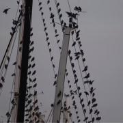 Dozens of starlings have begun their murmurations at Brighton Marina