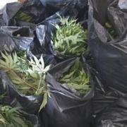 Cannabis found in Reigate Road, Brighton