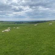 File photo of sheep on Ditchling Beacon