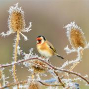 Goldfinch on frosty teasel