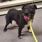 Rose the Patterdale terrier was rescued after going missing six years ago