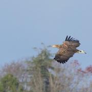 White tailed eagle over Pulborough