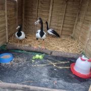 Basil, Rosemary and Thyme have moved into their new chalet