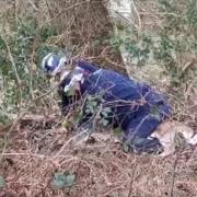 A deer was rescued by animal officers in Horsham