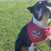 Pooches are invited to the game at The Dripping Pan