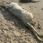 The creature was on Littlehampton beach yesterday