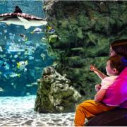 A new shark is coming to Sea Life Centre