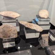 Flint tools including polished axes found on Eastbourne downland