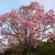 Families invited to enjoy magnificent magnolia trial at Grade II* listed gardens