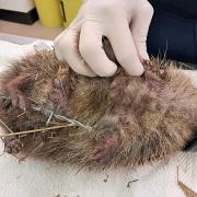 A hedgehog which has been hurt by litter