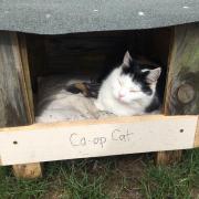 Lucy in her wooden house outside Co-op