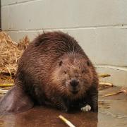 The beaver is back to enjoying eating and grooming after being washed up on a beach in Kent