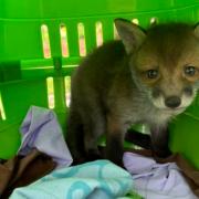 Fox cub trapped in Hilton hotel wall rescued after fall from roof