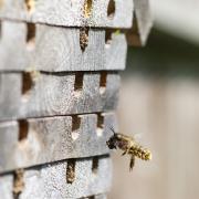 Sussex University researchers want people to get involved in their bee hotel experiment