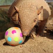 Animals at Drusillas Zoo enjoyed Easter-themed treats. Pictured is an Armadillo