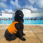 The dog swim sessions for this year have been confirmed