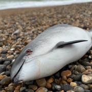 A washed up porpoise on a beach in Sussex