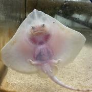 Four new baby skate rays have been born at Sea Life Brighton
