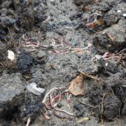 Hundreds of worms were found dead yesterday morning by a river