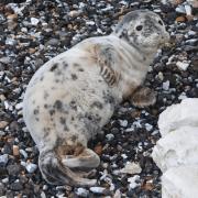 The seal has been on the beach taking 'well-deserved breaks'