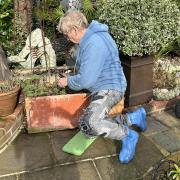 Tidying overwintered containers