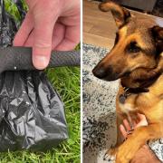 Rescue dog Colin died after a suspected poisoning in Hove Park. A chew toy which was allegedly "punctured and filled with rat poison" was found today