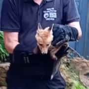 The fox cub was scared after the incident