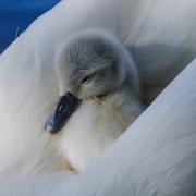 Beautiful pictures show cygnets in all their fluffy glory