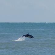 A conservation group has reported an increase in dolphin sightings