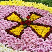 The amazing carpet of flowers
