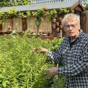 Geoff with the ferns which are doing well