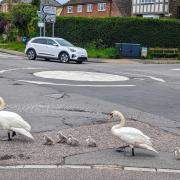 A swan family held up traffic yesterday